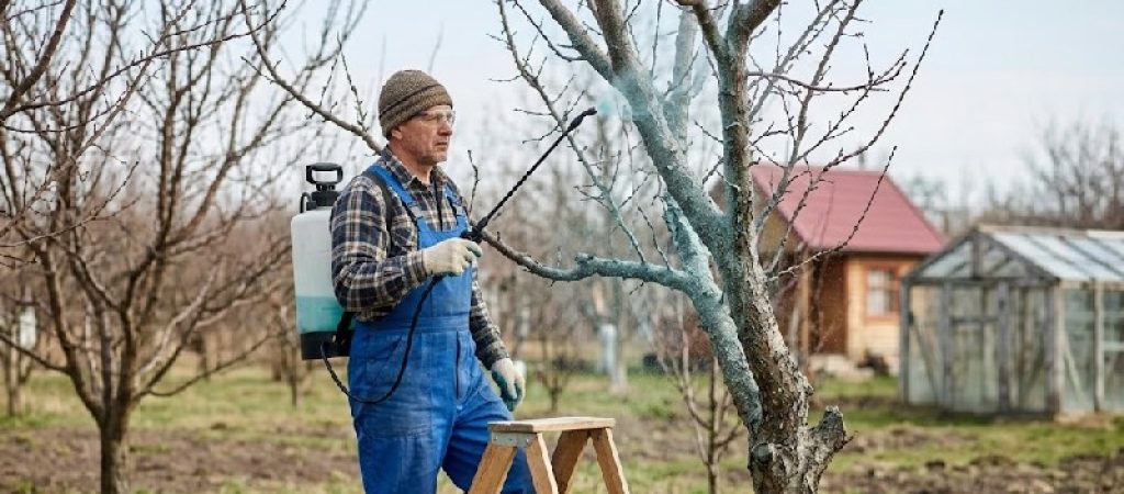 Обробка абрикоса весною від хвороб