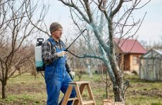 Обробка абрикоса весною від хвороб