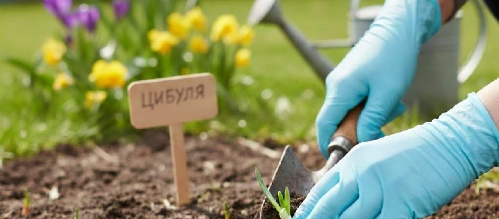 Посадка цибулі весною