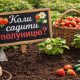 Коли і як садити полуницю правильно