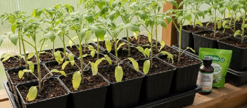 Чому жовтіє розсада помідорів і що робити