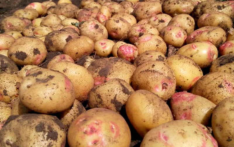 картопля Пікассо фото