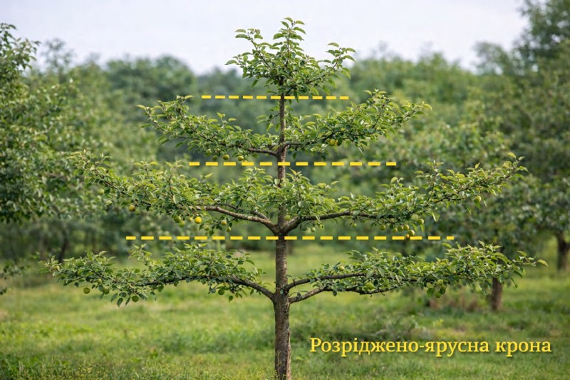 Розріджено-ярусна крона