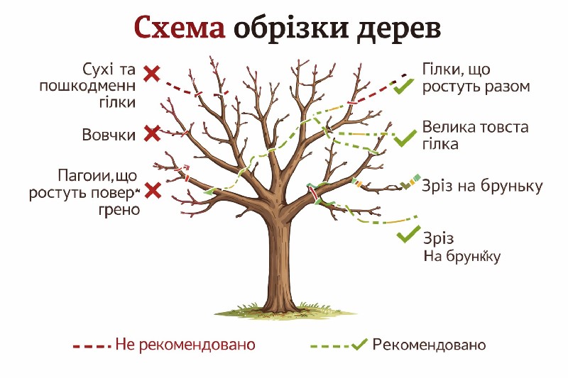 схема обрізки дерев