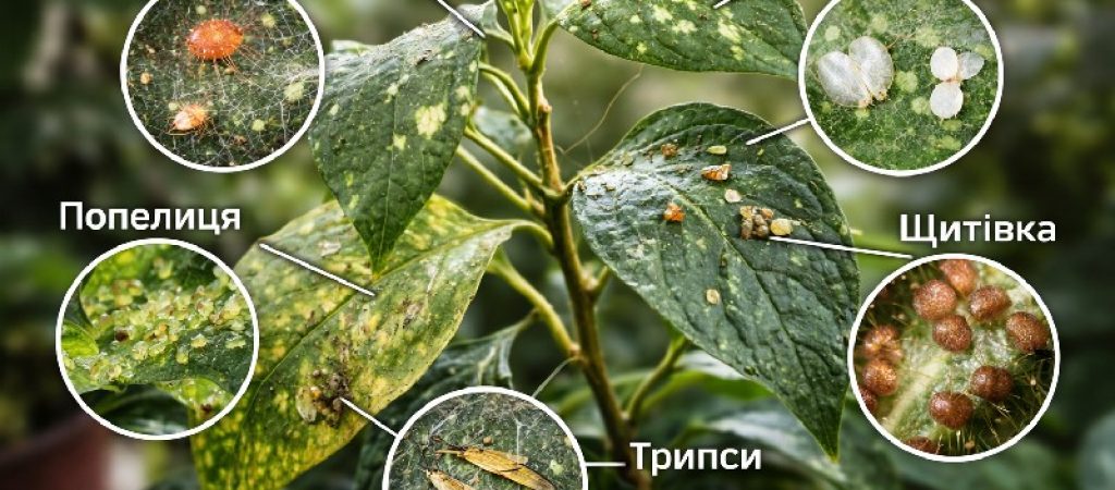 Шкідники кімнатних рослин: причини появи та методи боротьби
