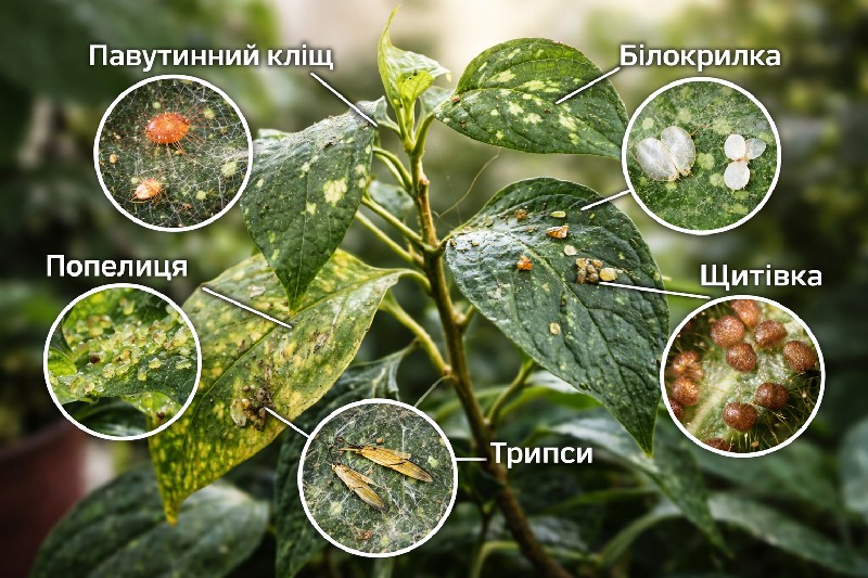 вредители комнатных растений
