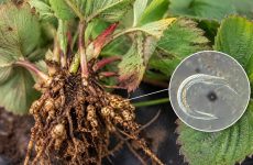 Як розпізнати нематоду на полуниці та зупинити поширення на грядці