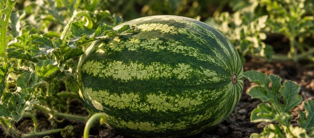 Схема підживлення кавуна: дозування добрив за фазами росту