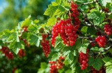 Схема обробки смородини