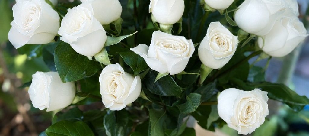 Як доглядати за трояндами у вазі після покупки